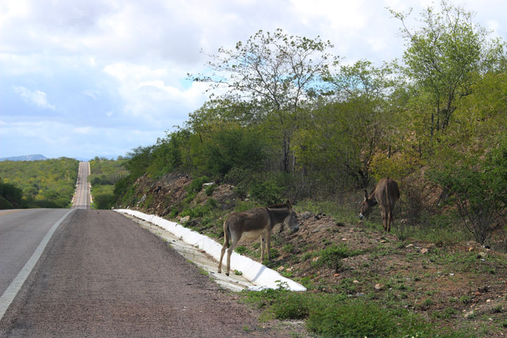 byJFParanaguá